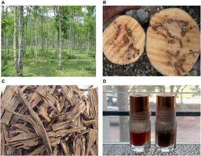 The Scent of Stress: Evidence From the Unique Fragrance of Agarwood